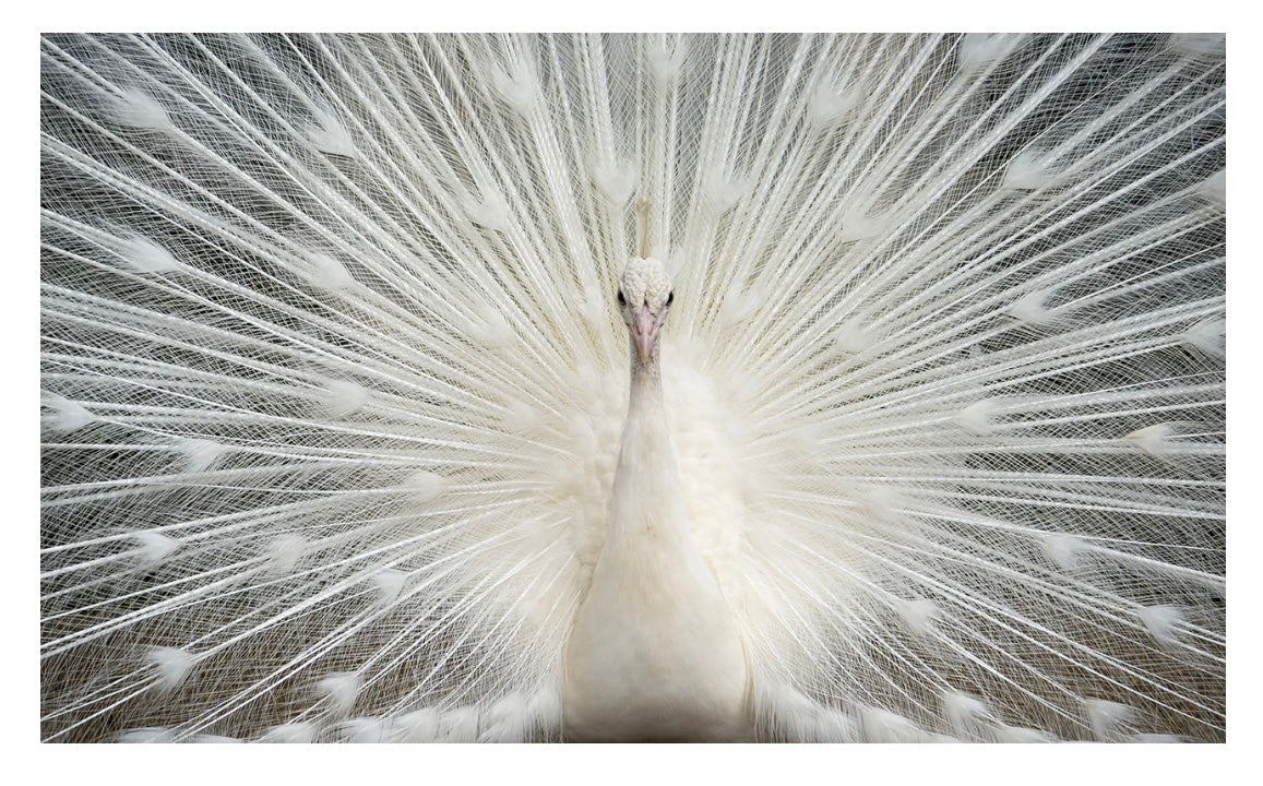 White Peacock w/ Crystals Glass Wall Art SHFA1019